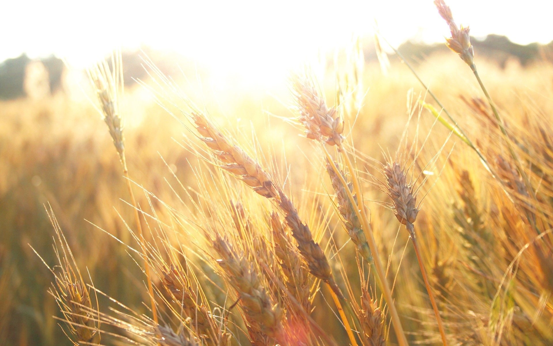 В тишине полей наливаются золотом колосья. Поле с колосками. Колосок трава. Пшеница. Поле с колосьями пшеницы.