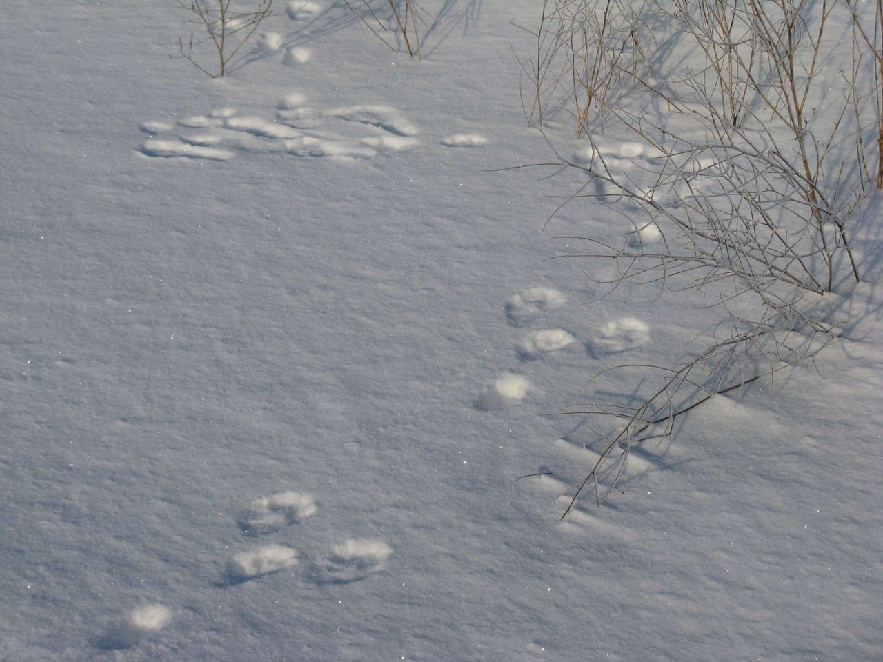 Следы зайца и лисы на снегу