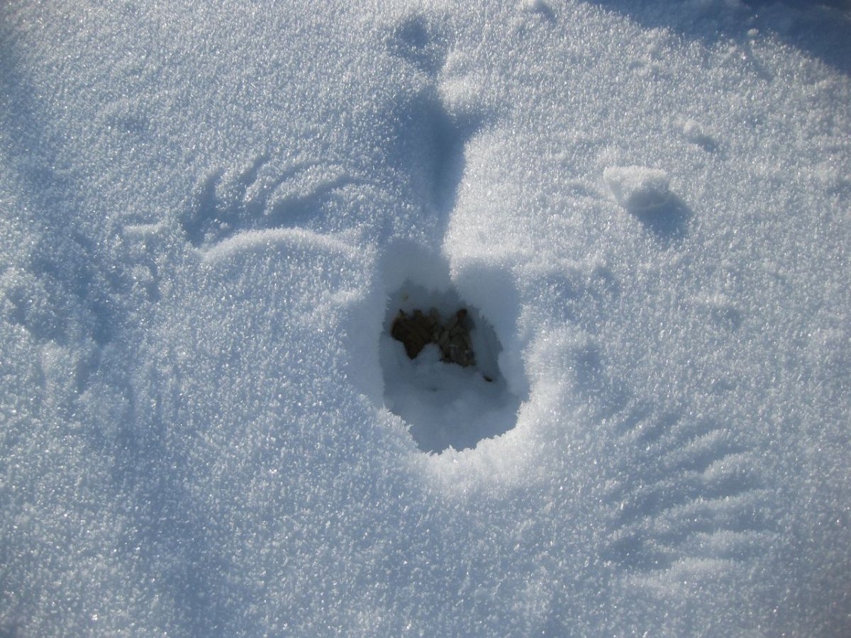 Следы рябчика на снегу