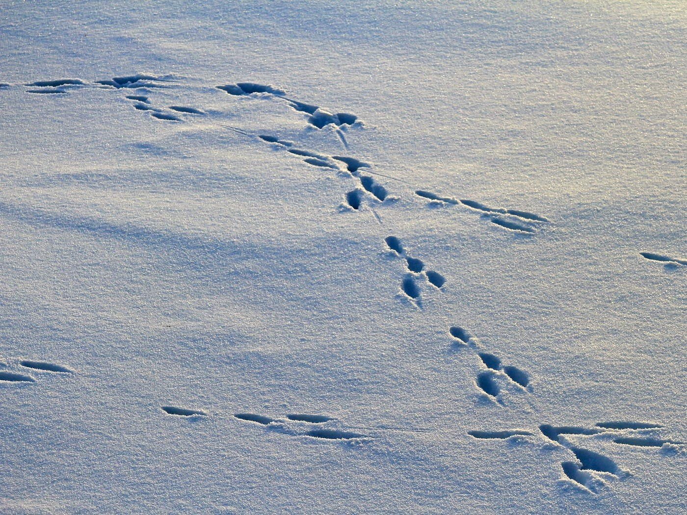 Следы лисы на снегу - 54 фото