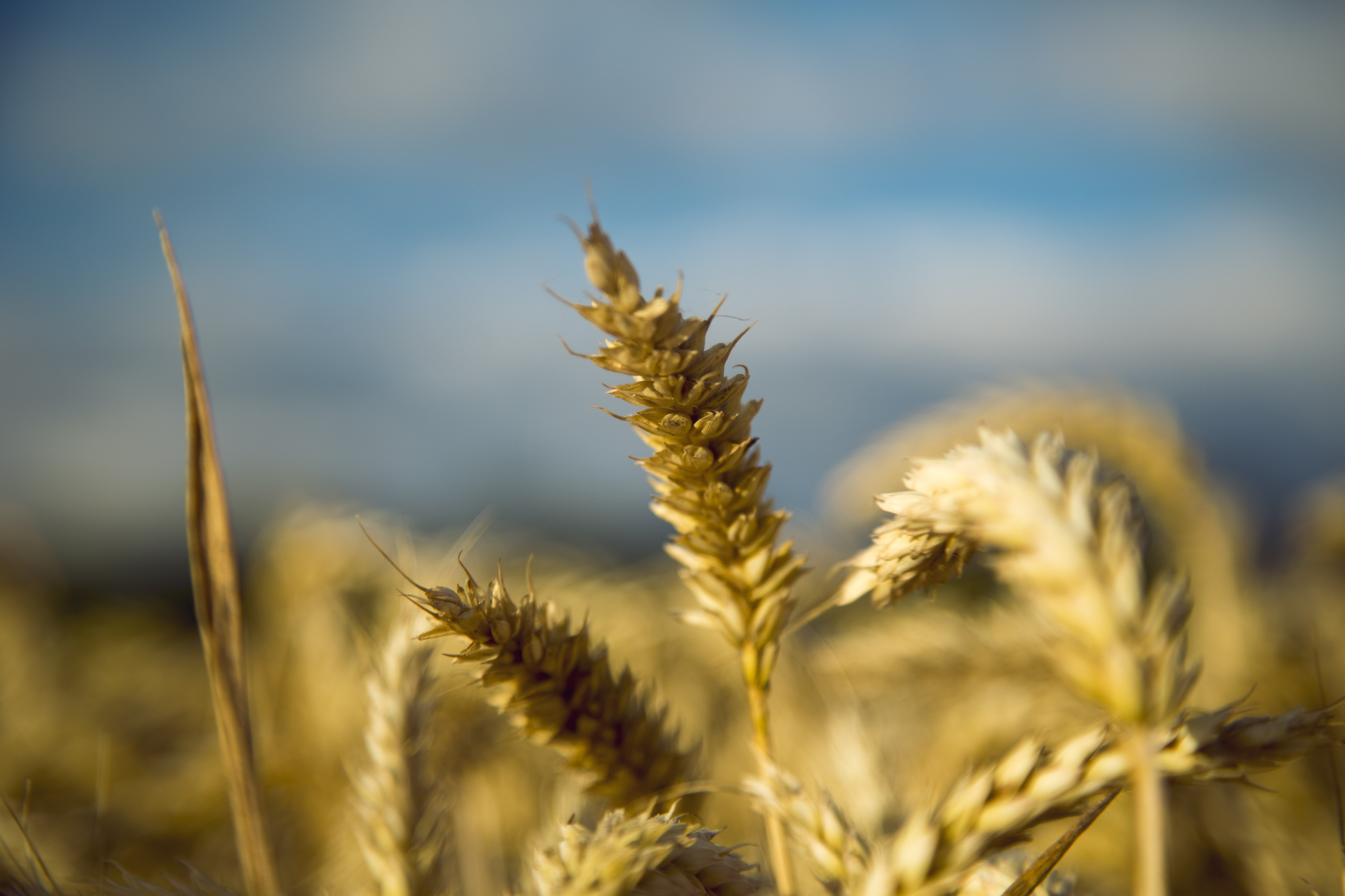 В тишине полей наливаются золотом колосья. Пшеница. Колосок растение. Колосок пшеницы. Российская пшеница.