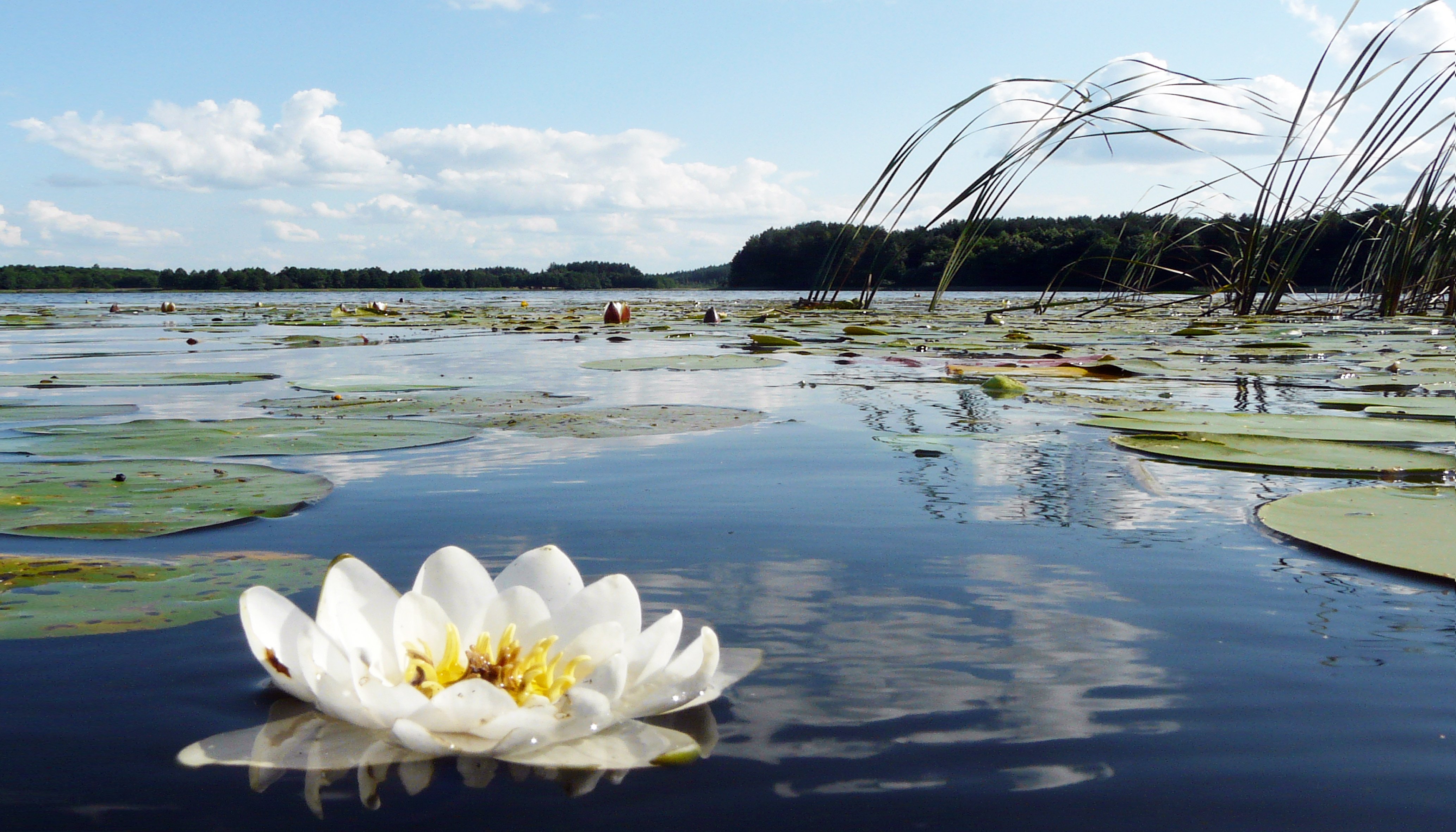 Озеро кувшинки 48 дней. Озеро Селигер кувшинки. Нимфея Озерная. Белое озеро Селигер кувшинки. Цветы кувшинки озера АЗАС.