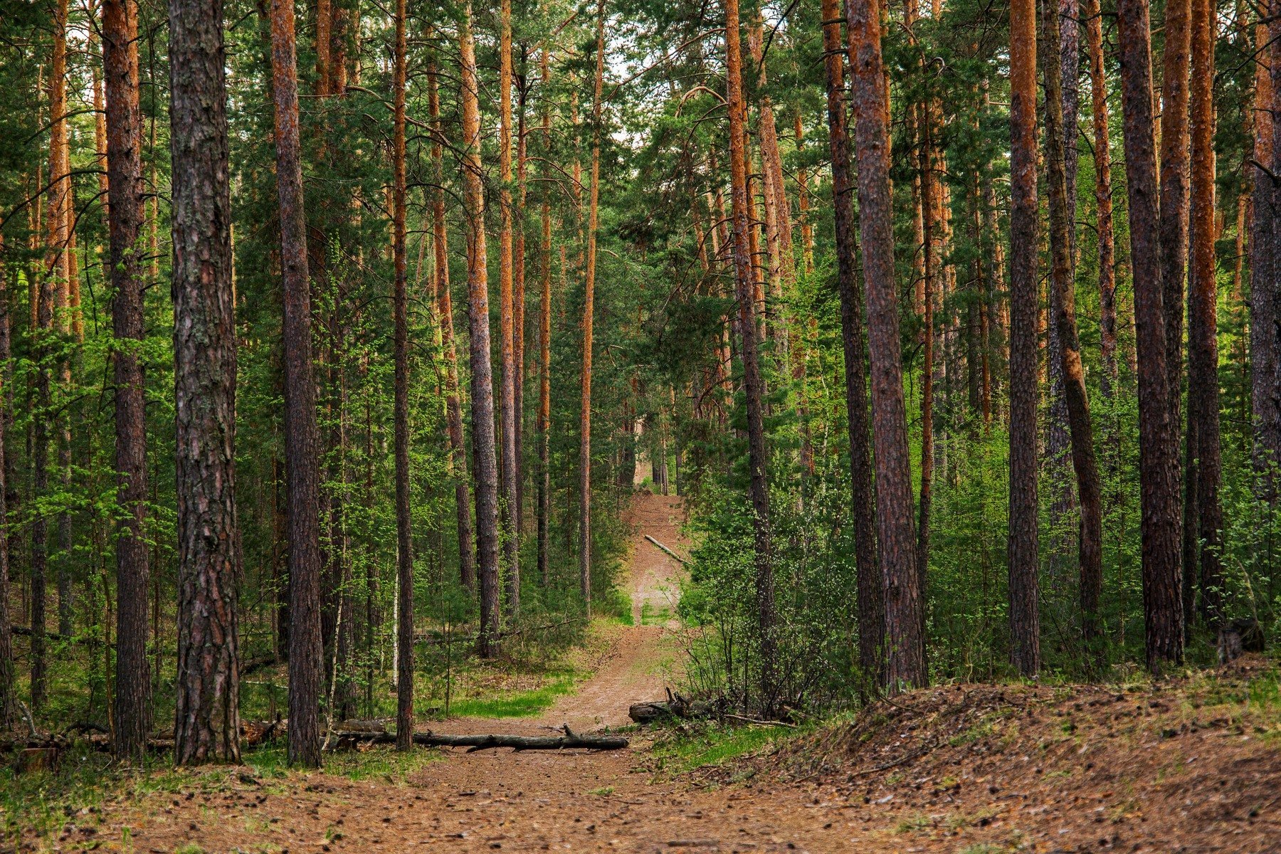 Город в лесу. Сосновый Бор и еловый Бор. Сосновый лес Каялов Бор. Лес Сосновый Бор Томск. Сосновый Бор Подмосковье.