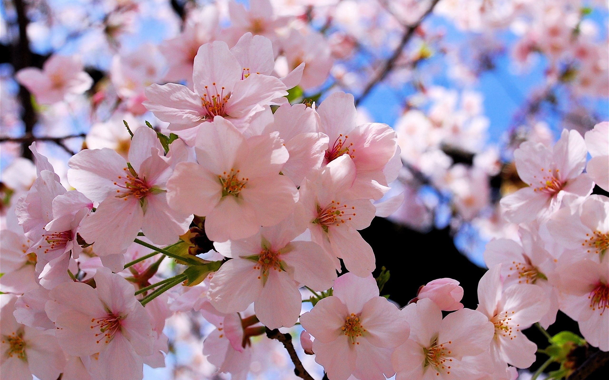 Идеи на тему «Цветы Вишня, Сакура» (10) | цветы, вишня, цветение вишни