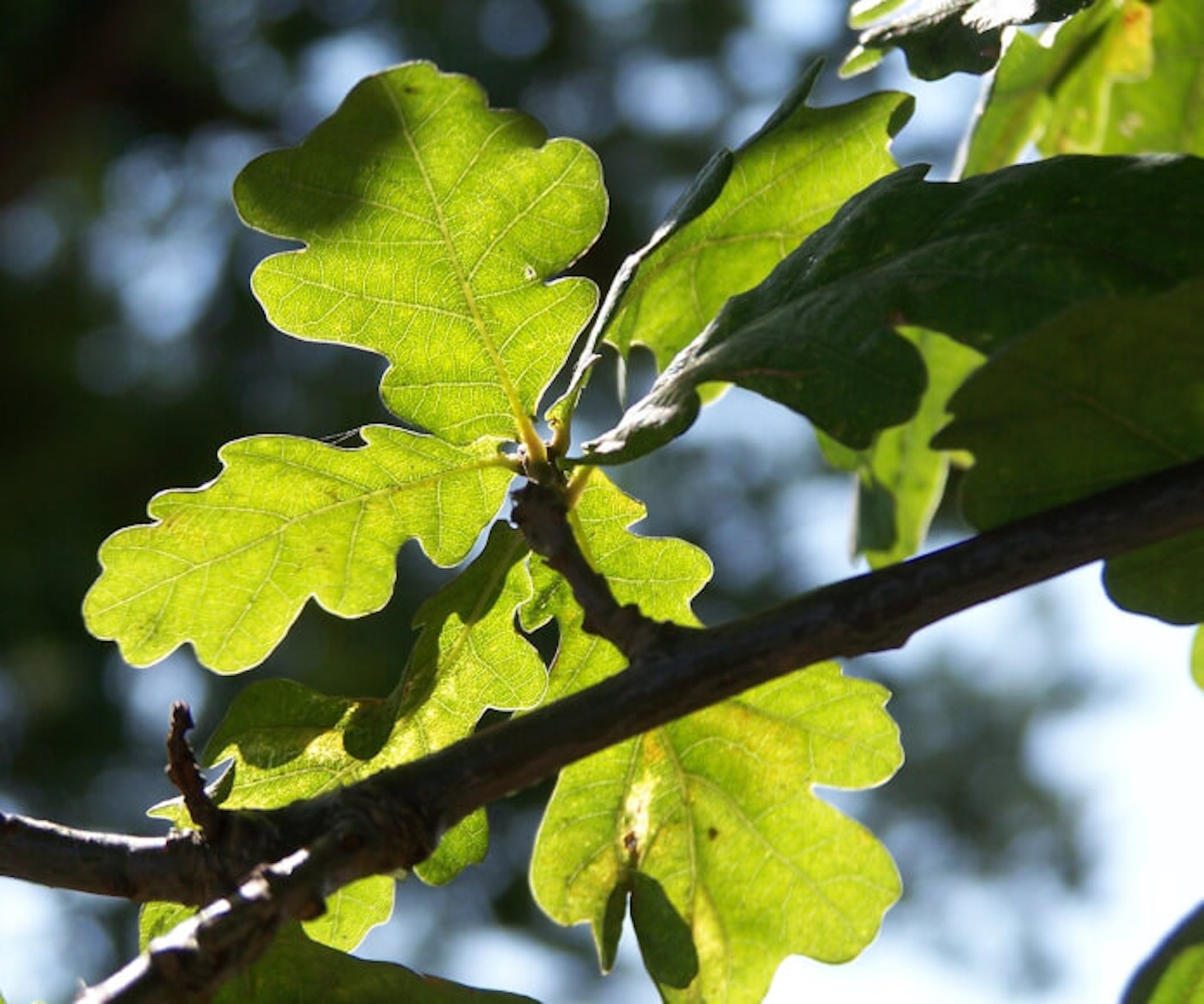 Как выглядит дуб. Дуб черешчатый (Quercus Robur). Дуб черешчатый (Quercus Robur l.). Дуб черешчатый(Quercus Robur) ареал. Дуб черешчатый, летний (Quercus Robur).