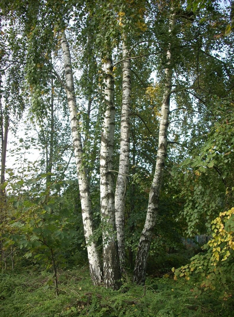 Береза повислая картинки