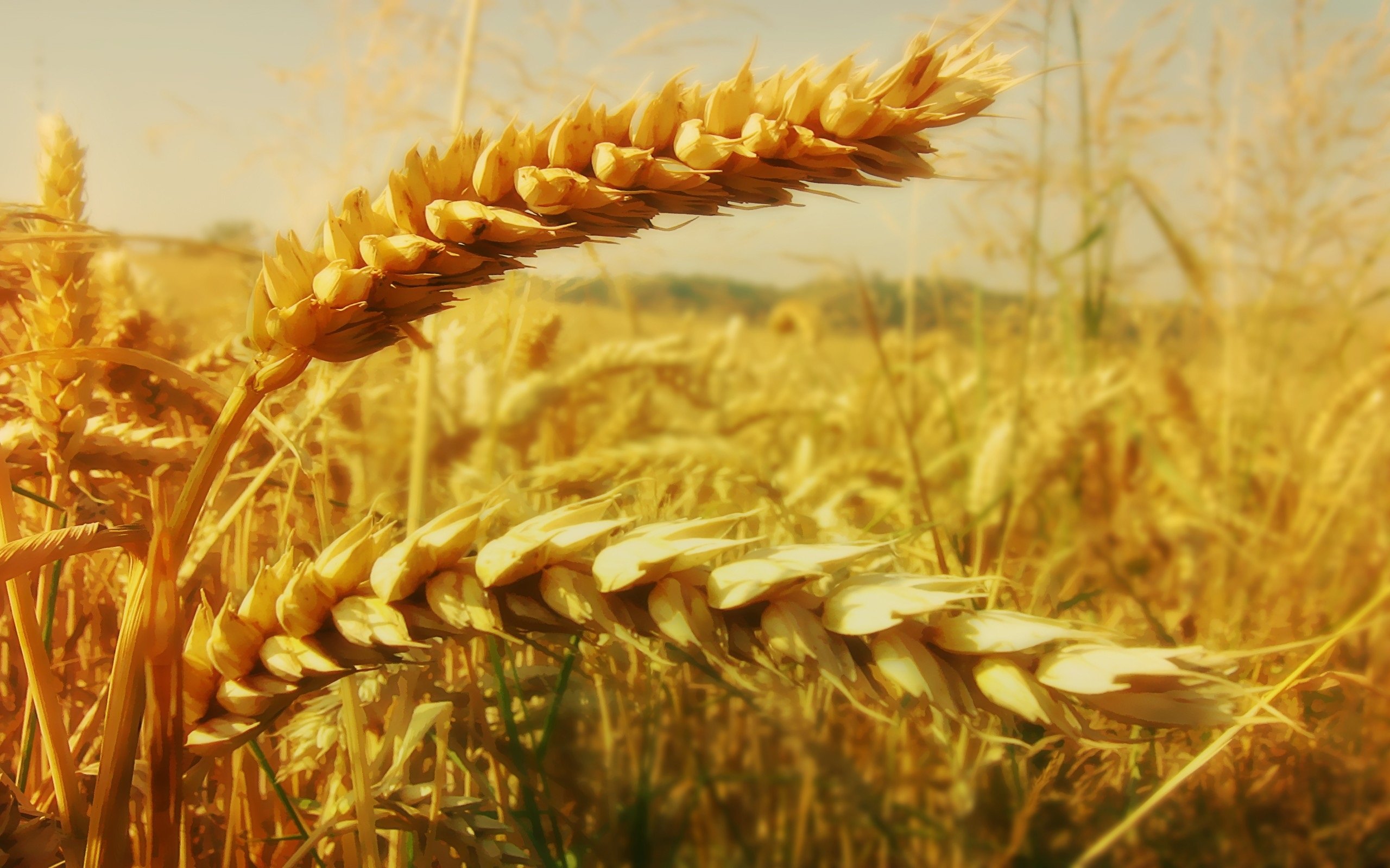Колосок пшеницы. Безостая пшеница Колос. Мелянопус пшеница. Экада 70 Яровая пшеница. Остистая и Безостая пшеница.
