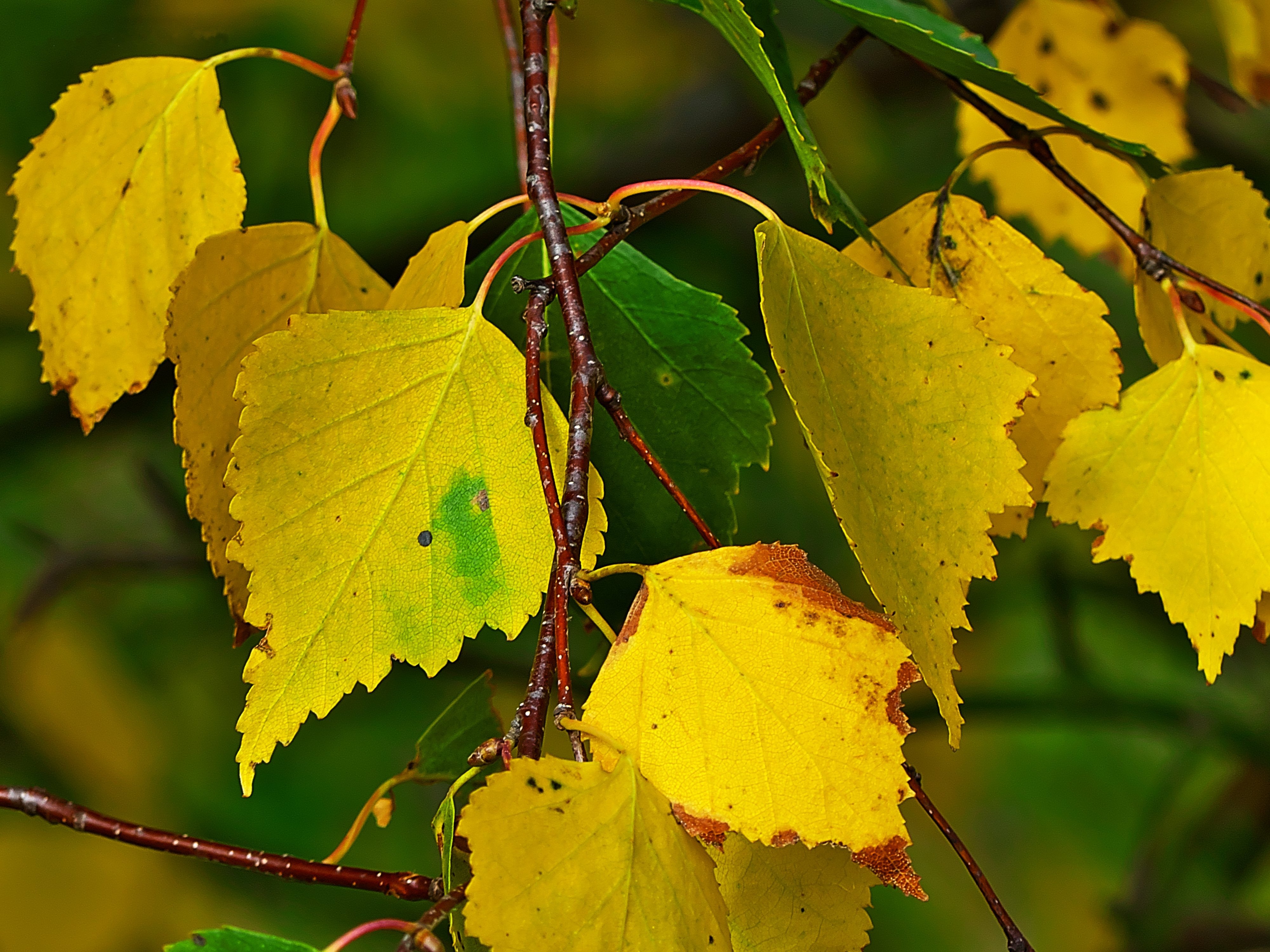 Листок березки. Березка повислая лист осенью. Берёза повислая листья осенью. Береза повислая желтый лист. Листик березы осенью.