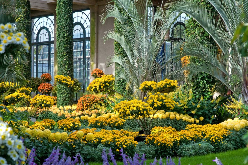 Хризантемы сады Дюпона .Ботанические сады Америки.