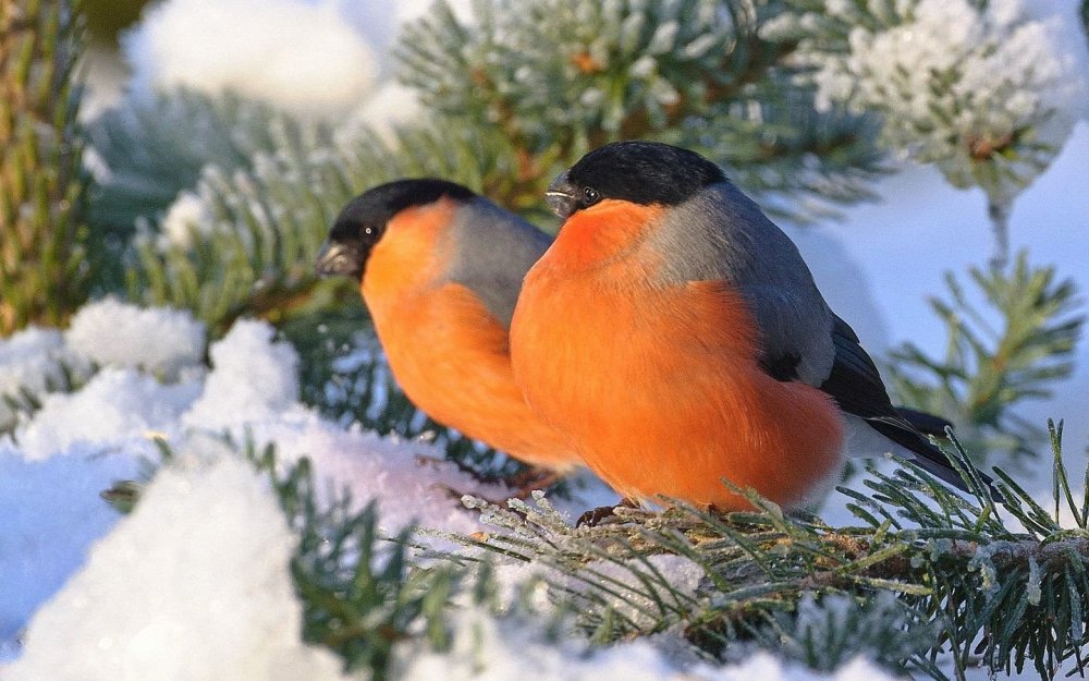 Стоковые фотографии по запросу Зимние птицы