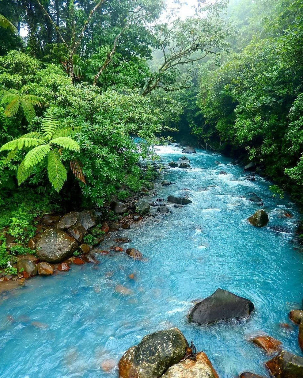 Джунгли Коста Рики