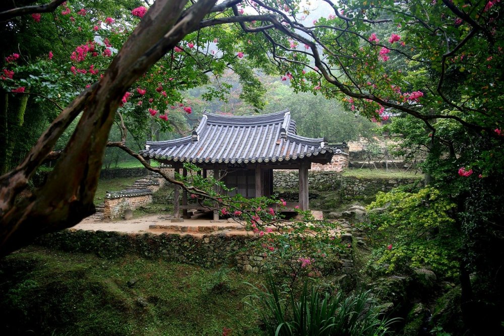 Танпхун дерево Корея