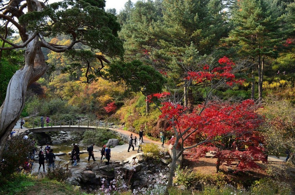 Южная Корея Сеул сад