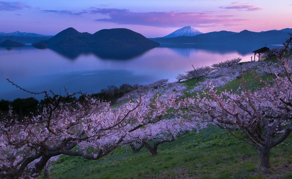 Хоккайдо цветение Сакуры