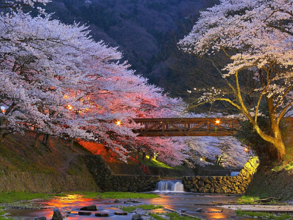 Япония сады в Киото Сакура
