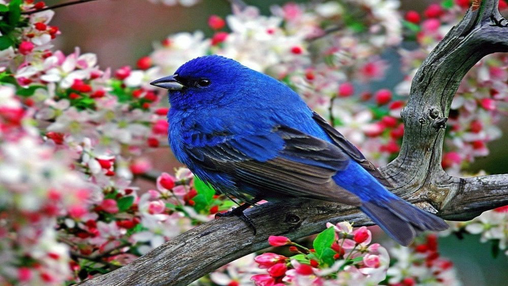 Идеи на тему «Птицы» (+) | птицы, птички, красивые птицы