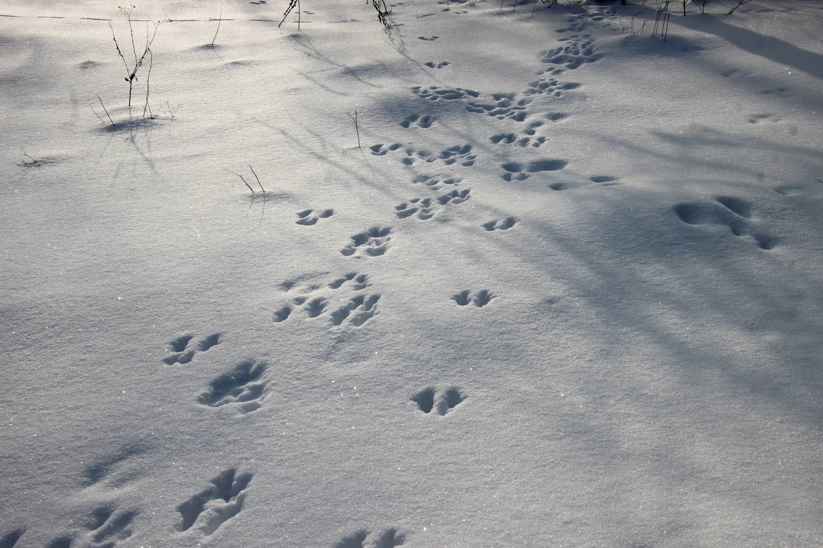 Заячьи и лисьи следы на снегу. Следы животных на снегу. Зимние следы зверей. Звериные следы на снегу. Следы животных зимой на снегу.