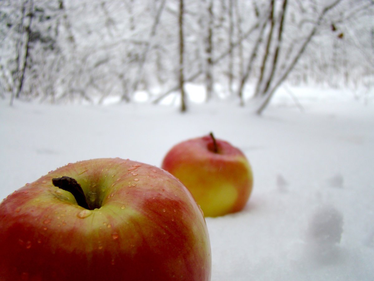 Замечены яблоки. Яблоня зимняя Пермякова. Яблоня зимняя красавица. Яблоки на снегу. Снежное яблоко.