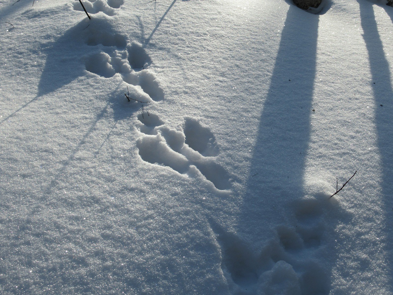 Заячьи и лисьи следы на снегу. Следы зайца на снегу. Следы зайца беляка. Следы зайца беляка на снегу. Следы зайца зимой.