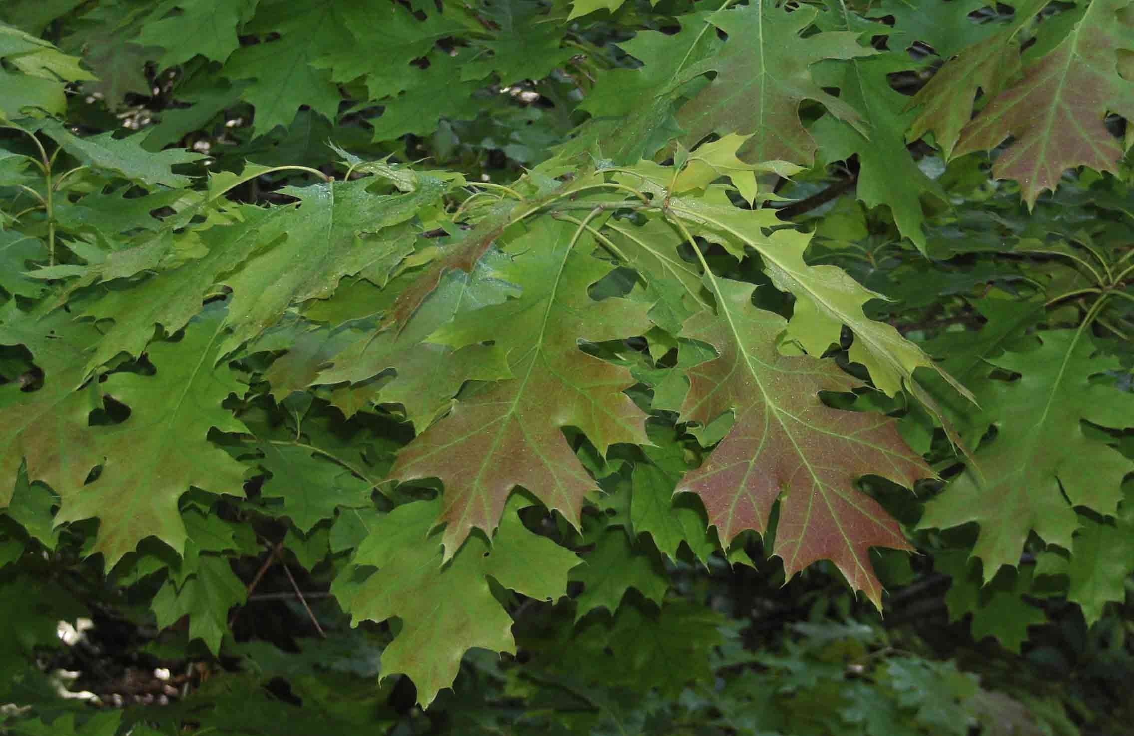 Красно черешчатый дуб. Дуб красный, Северный Quercus rubra. Дуб красный Quercus rubra. Канадский остролистный дуб листья. Дуб красный (канадский, остролистный).