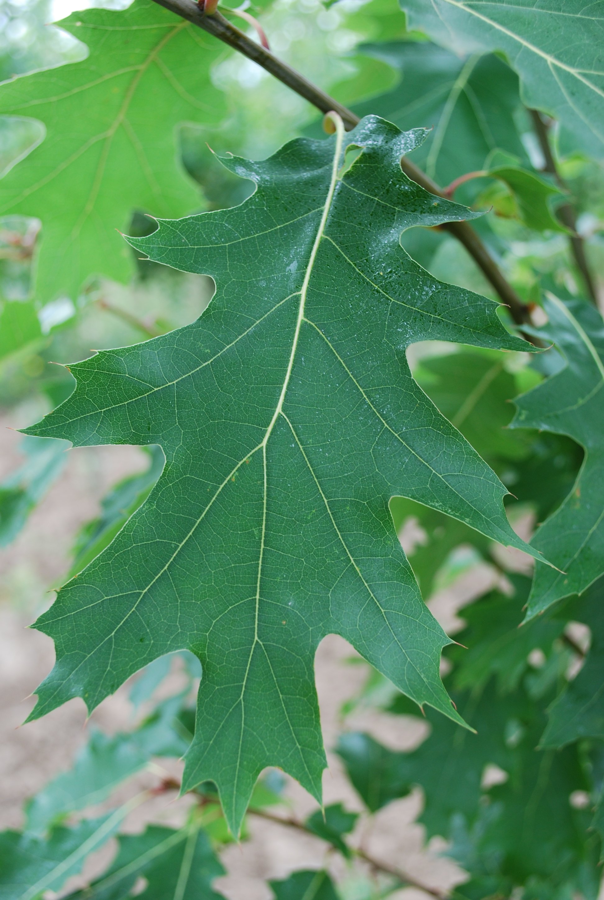 Лист похож на дубовый. Дуб Quercus rubra. Дуб красный Quercus rubra. Дуб красный, Северный Quercus rubra. Дуб красный (канадский, остролистный).