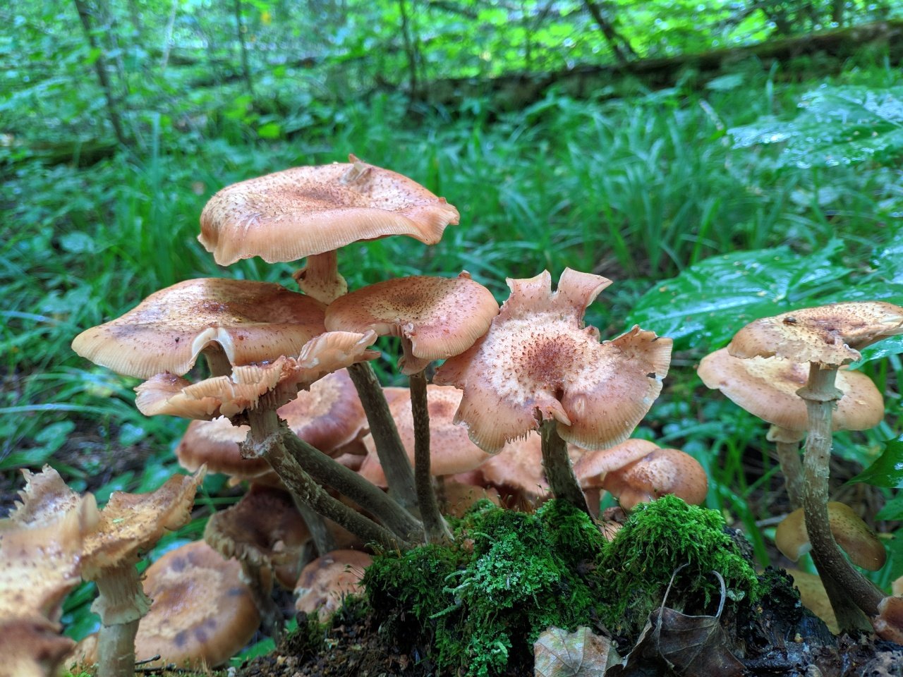 Опенок осенний. Гриб опёнок осенний. Опенок осенний (Armillaria mellea; Armillaria Borealis. Грибы Успенские опята. Лесные опята съедобные.