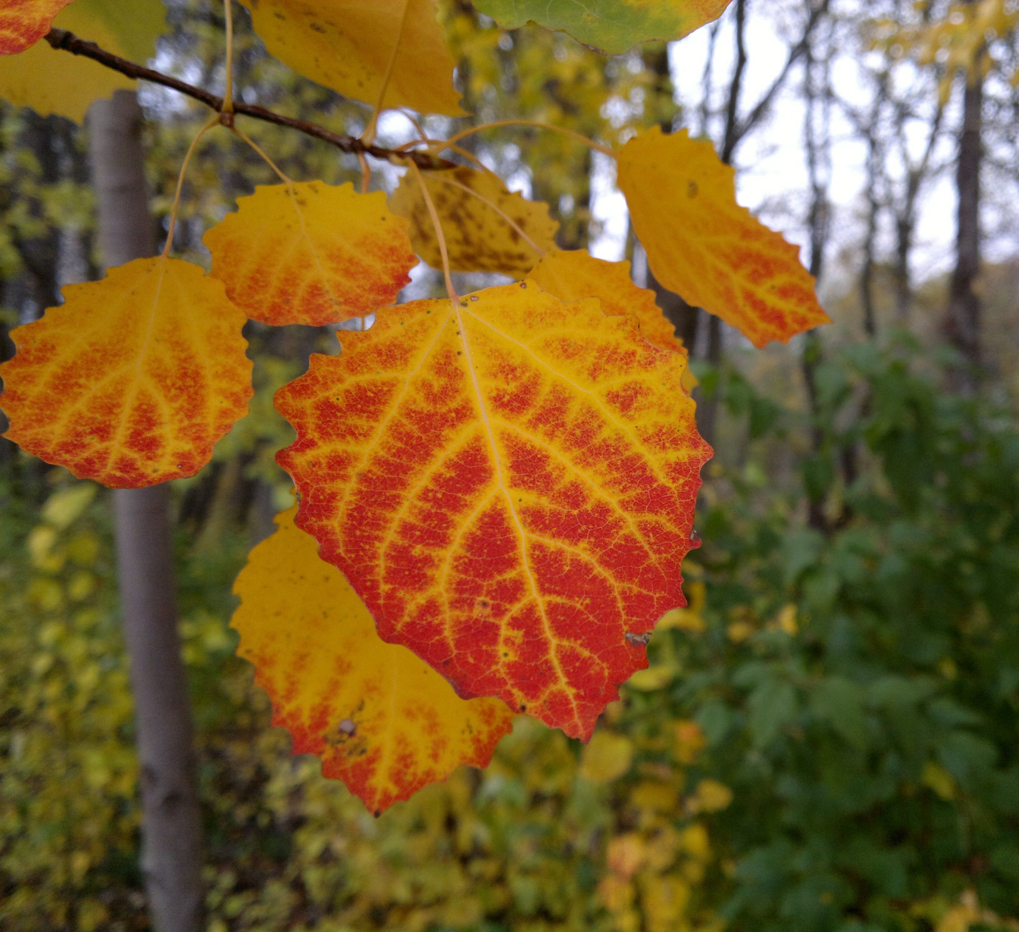 Каким цветом листья осенью. Осенняя осина. Лист осины. Листочки осины. Осень, осины, листья осины.