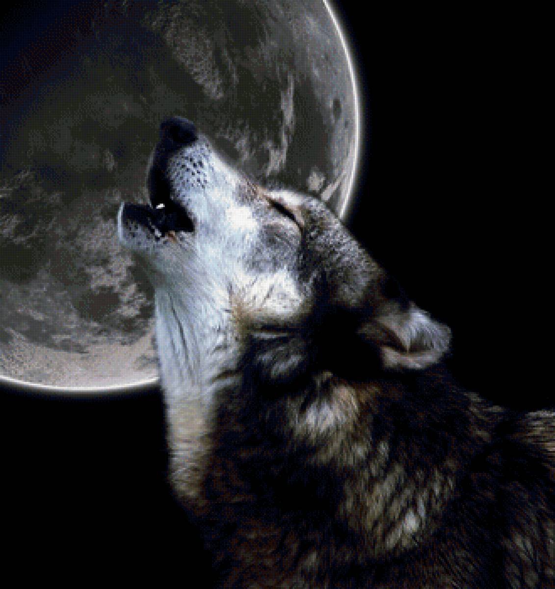 Вой волка на луну песня