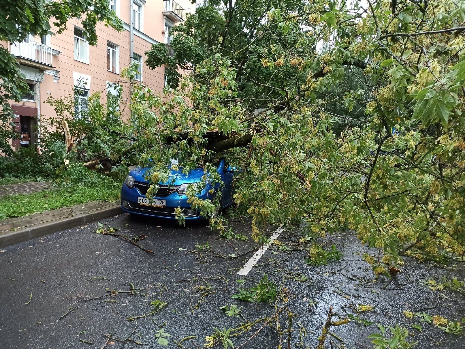 Ветер в петербурге. Упавшее дерево. Поваленное дерево. Сильный дождь. Сильный ветер деревья.