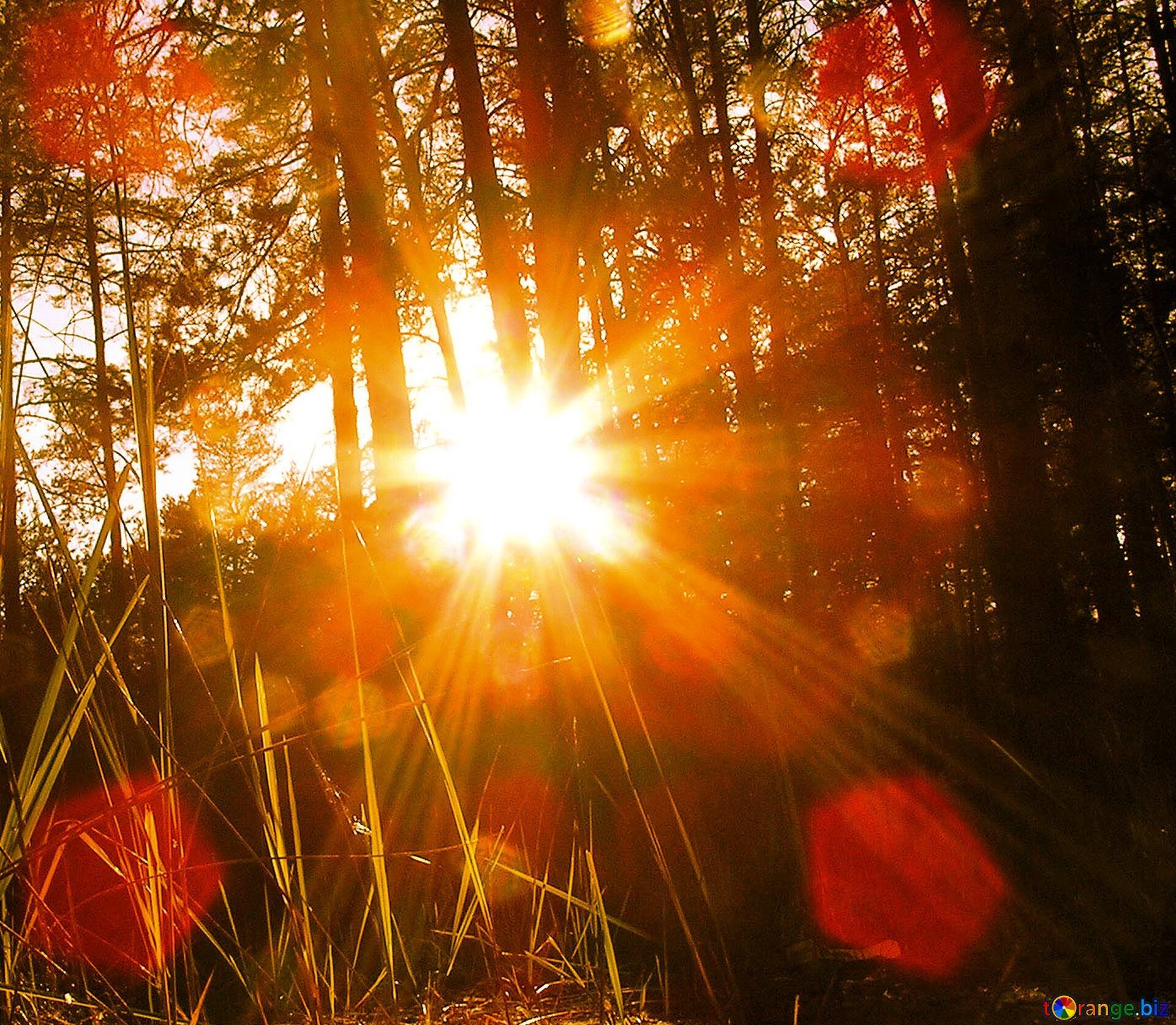 Солнце поднимается лес озаряется ярко красным светом. Солнечные лучи. Лучи солнца. Яркие лучи солнца. "Солнце в лесу".