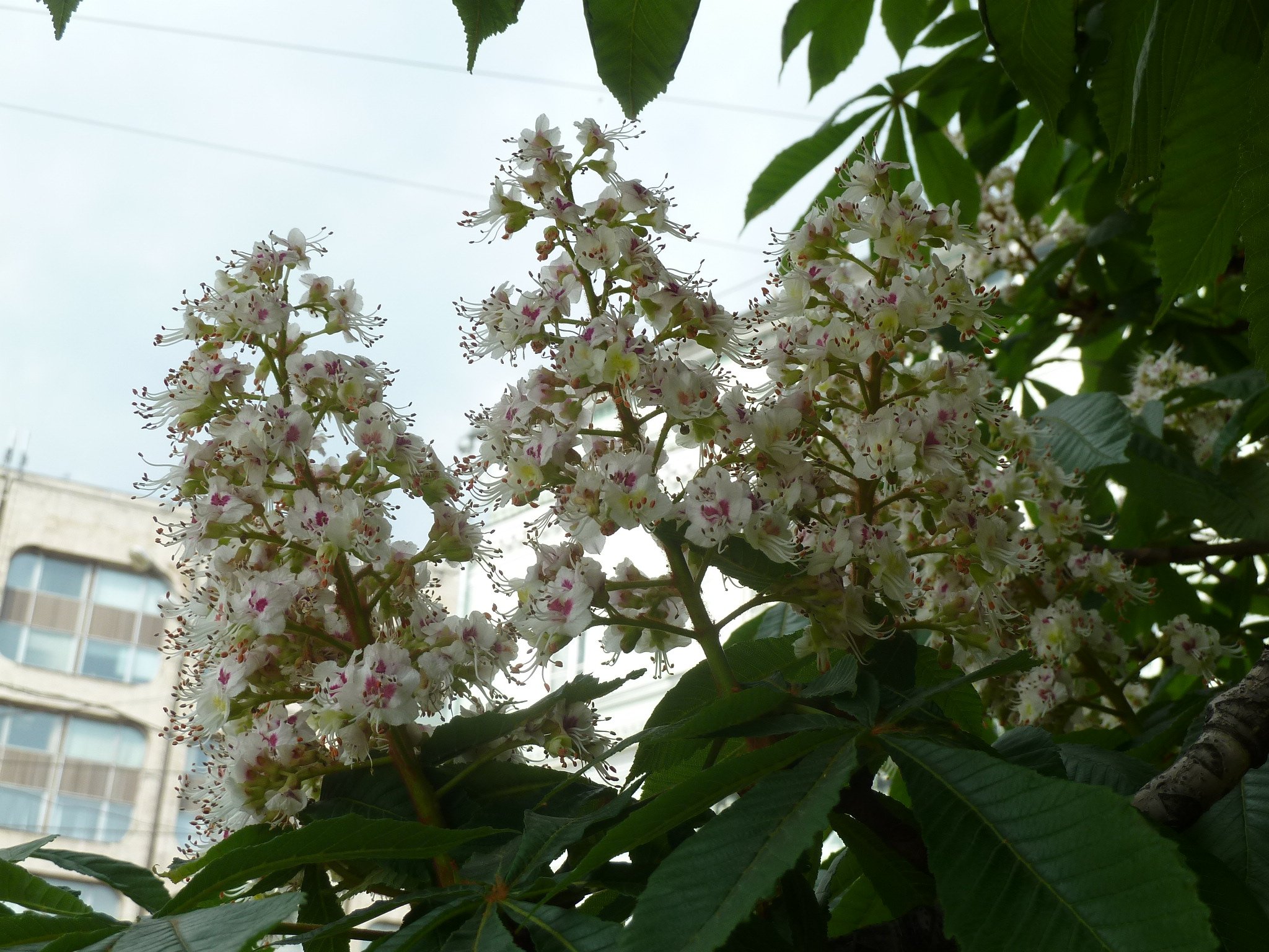 Весной в нашем дворе цветут каштаны. Одесса каштаны. Цветущий каштан. Каштан в Женеве. Каштан дерево цветение.