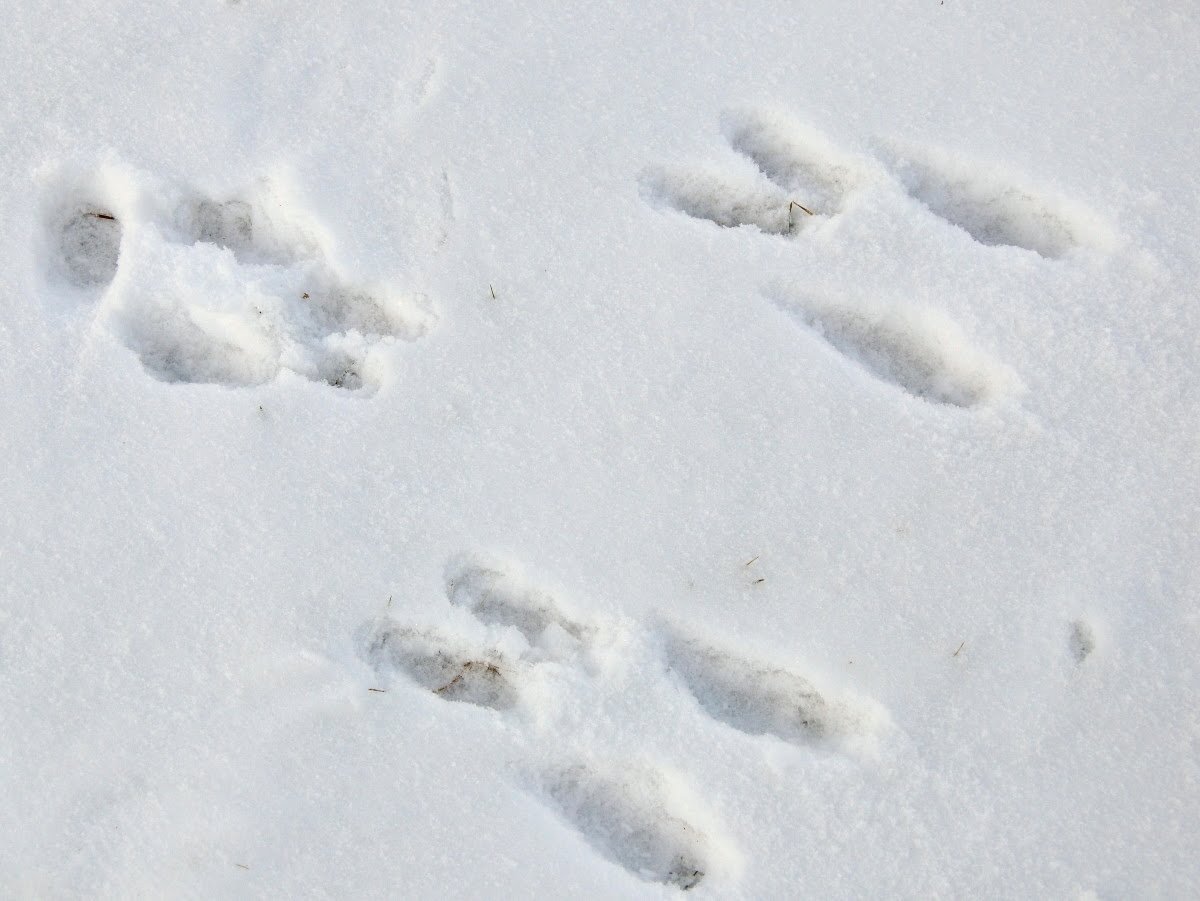 След зайца на снегу 5. Следы зайца русака. Следы зайца беляка. След енотовидной собаки на земле. Следы полевки на снегу.