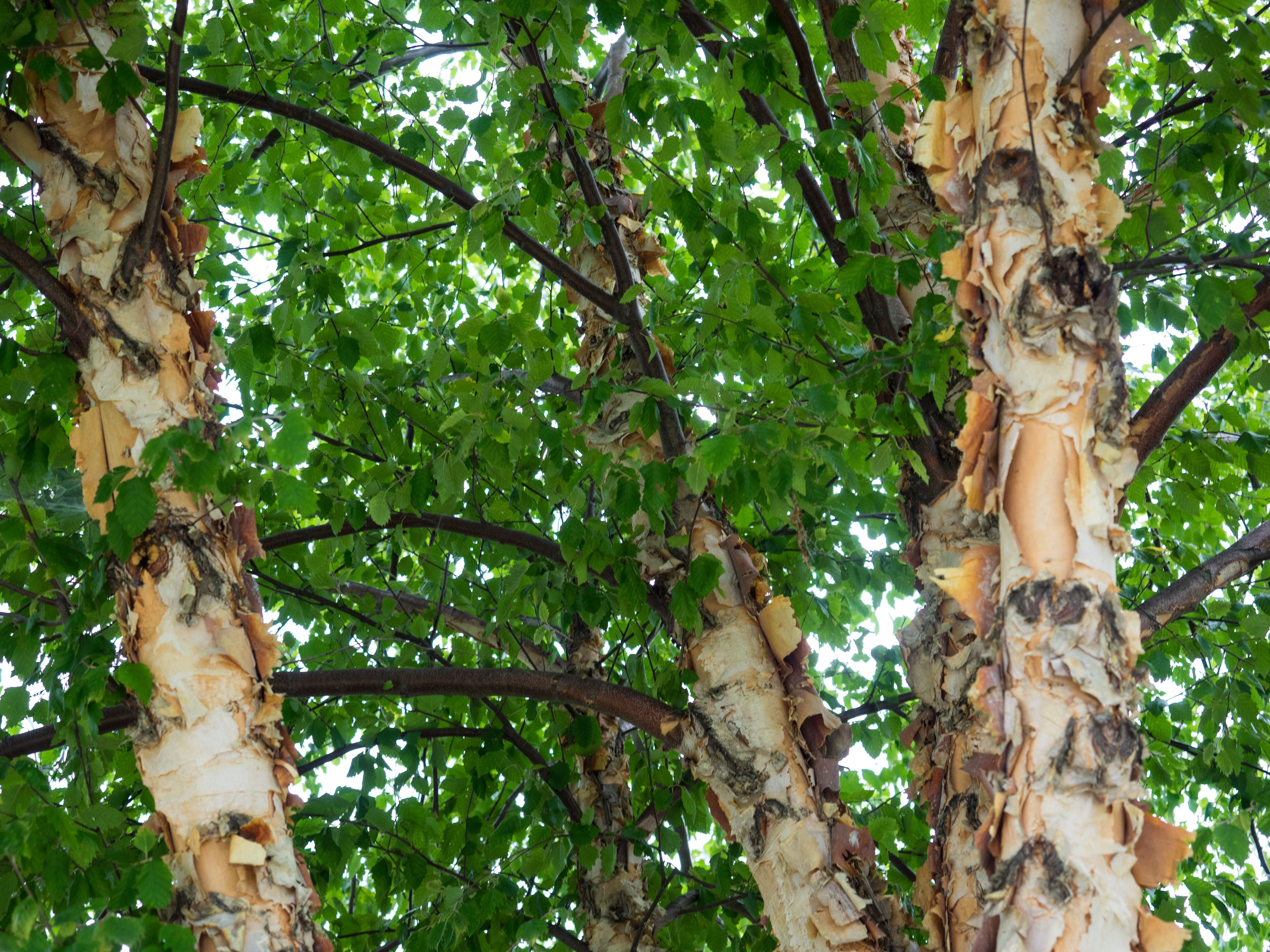 Береза живет дерево. Betula nigra. Береза Нигра. Черная береза сорт. Береза черная (Betula nigra "Fox Valley") *.