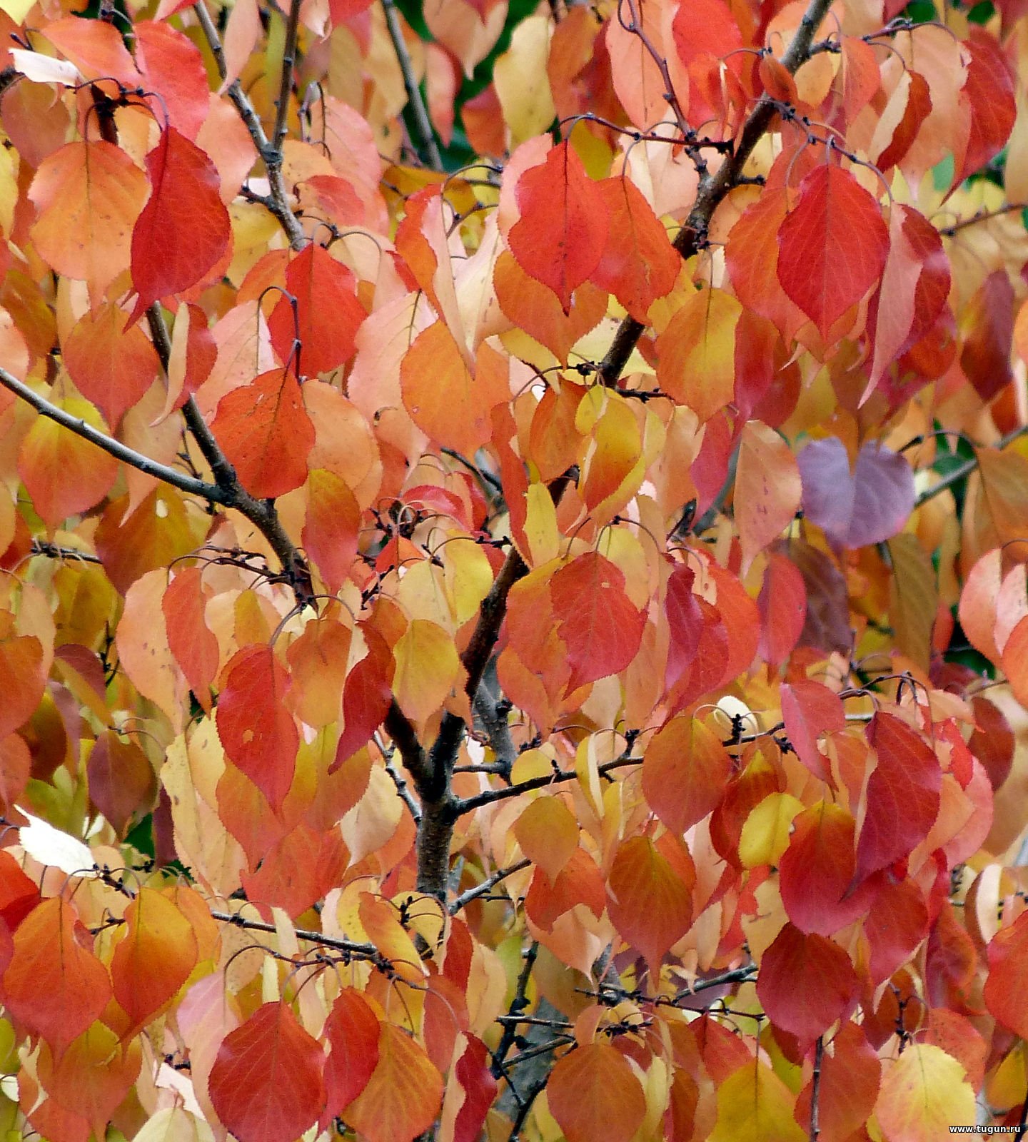 Абрикосовый листок осенью