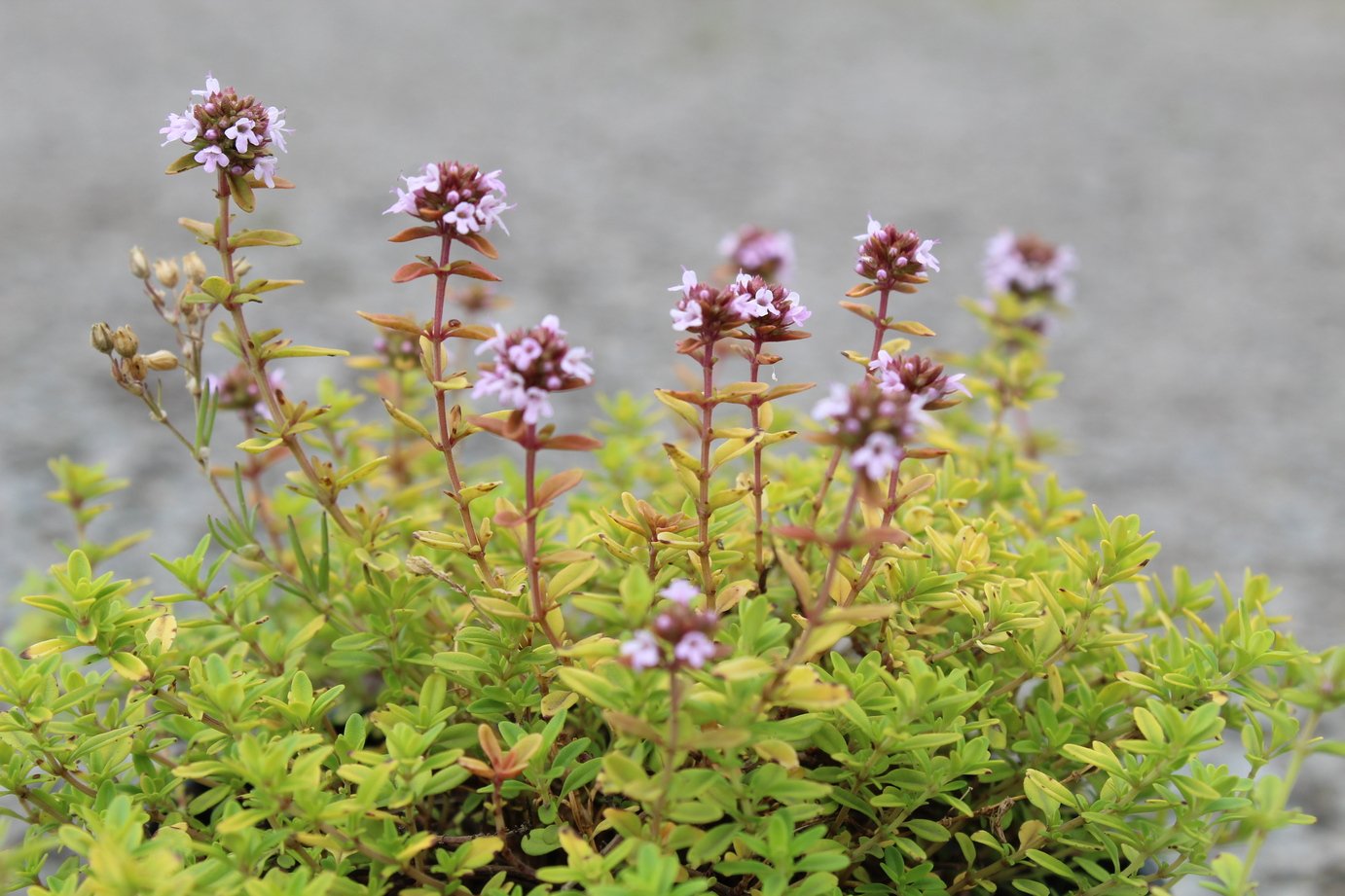 Тимьян Thymus меловой