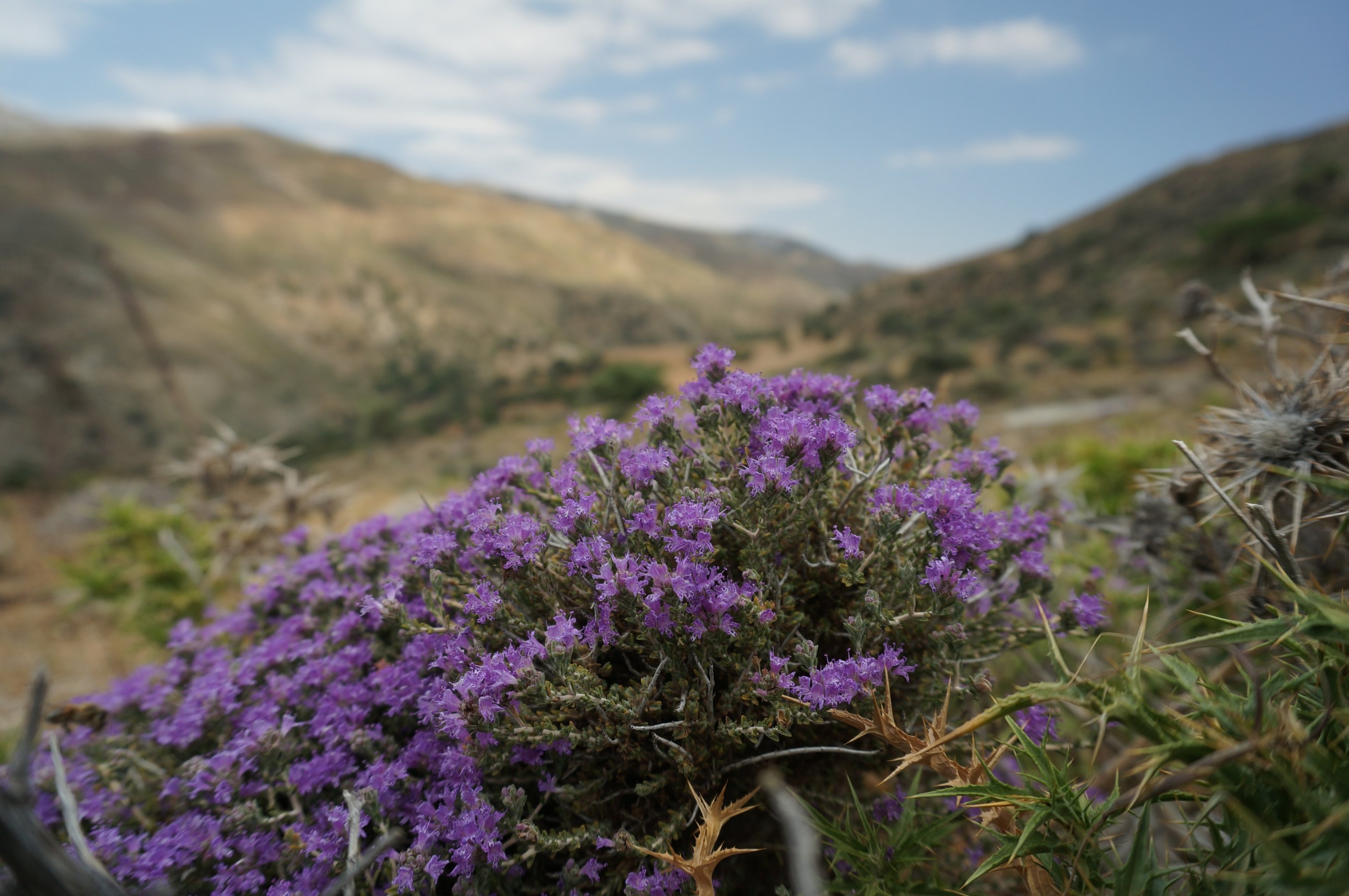 Тимьян Thymus меловой