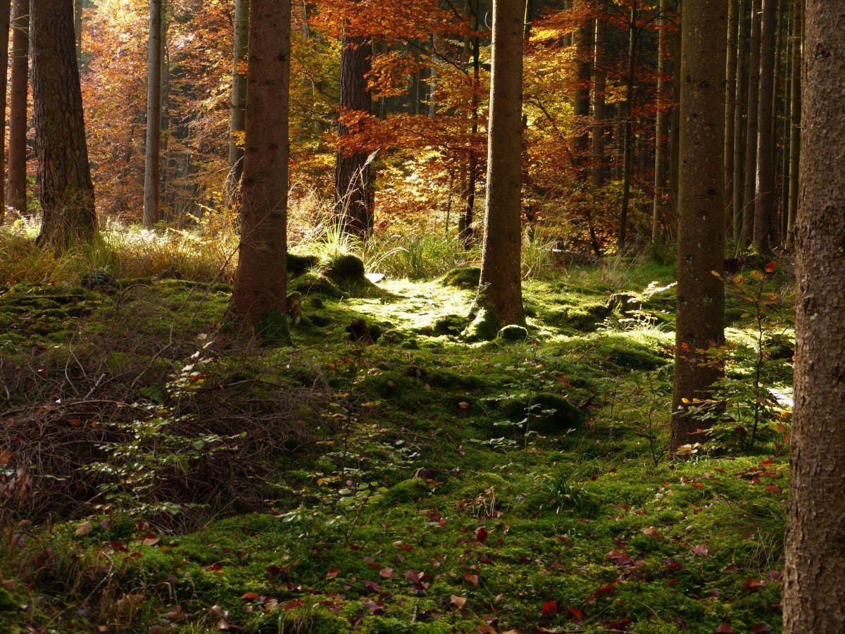Осенняя чаща леса