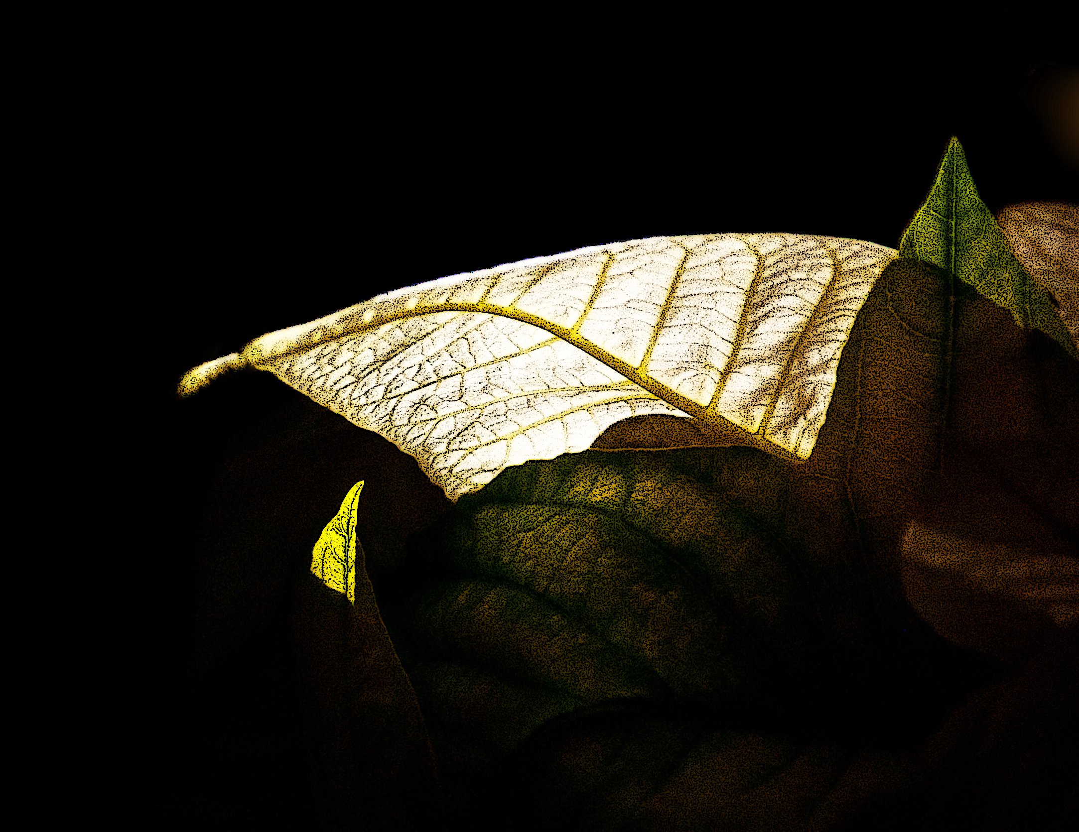 Ночью по листьям стучал беспрерывно. Листья ночью. Листики природа ночные. Тень листьев. Теневой лист.