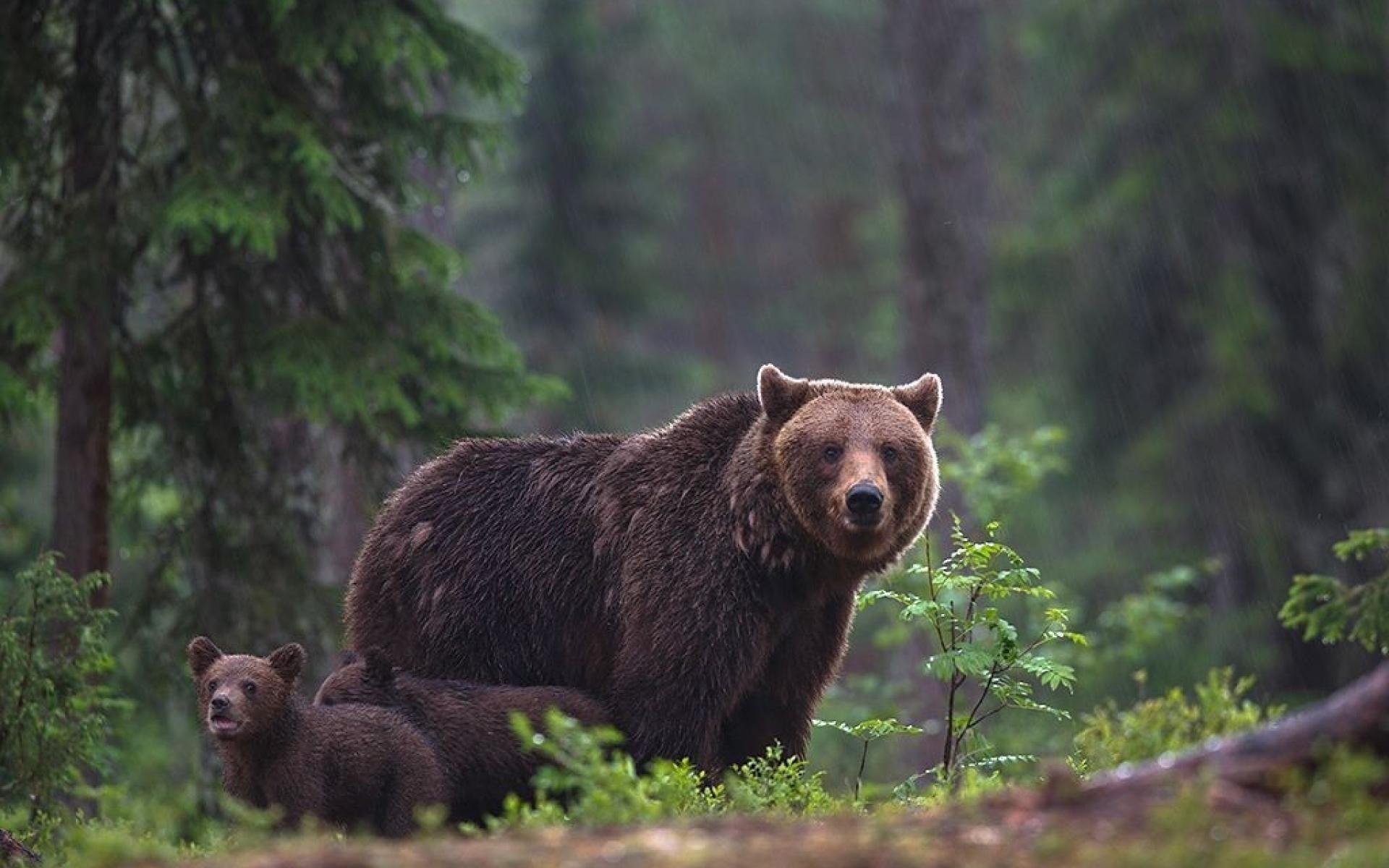 Животное тайги бурый медведь. Бурый медведь в тайге. Бурый медведь Сихотэ Алинь. Бурый медведь в тайге России. Восточносибирский бурый медведь.