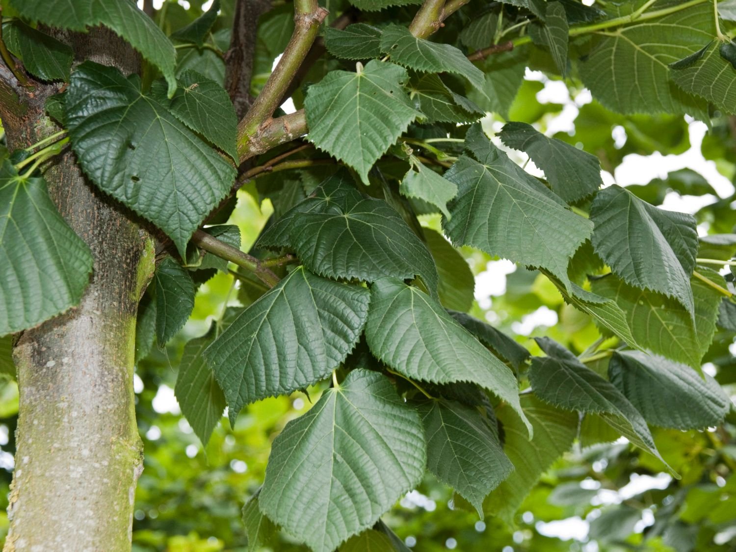 Биг липы фото. Липа крупнолистная Tilia platyphyllos. Липа крупнолистная (Tília platyphýllos). Липа крупнолистная – Tilia platyphyllos SCOP.. Tilia platyphyllos листья.