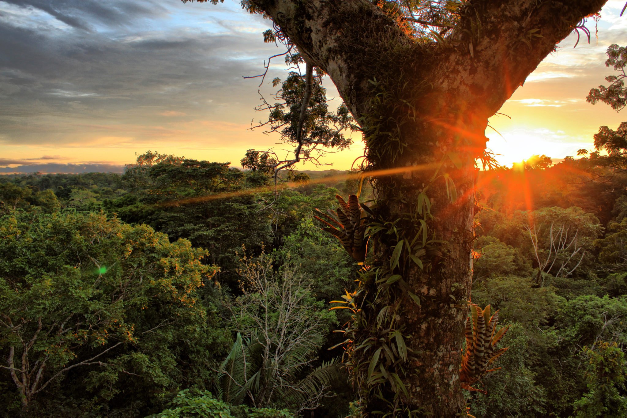 Влажность южной америки. Тропические леса амазонки, Южная Америка. Тропические дождевые леса Амазонии. Национальный парк Ясуни Эквадор. Тропические дождевые леса Южной Америки.