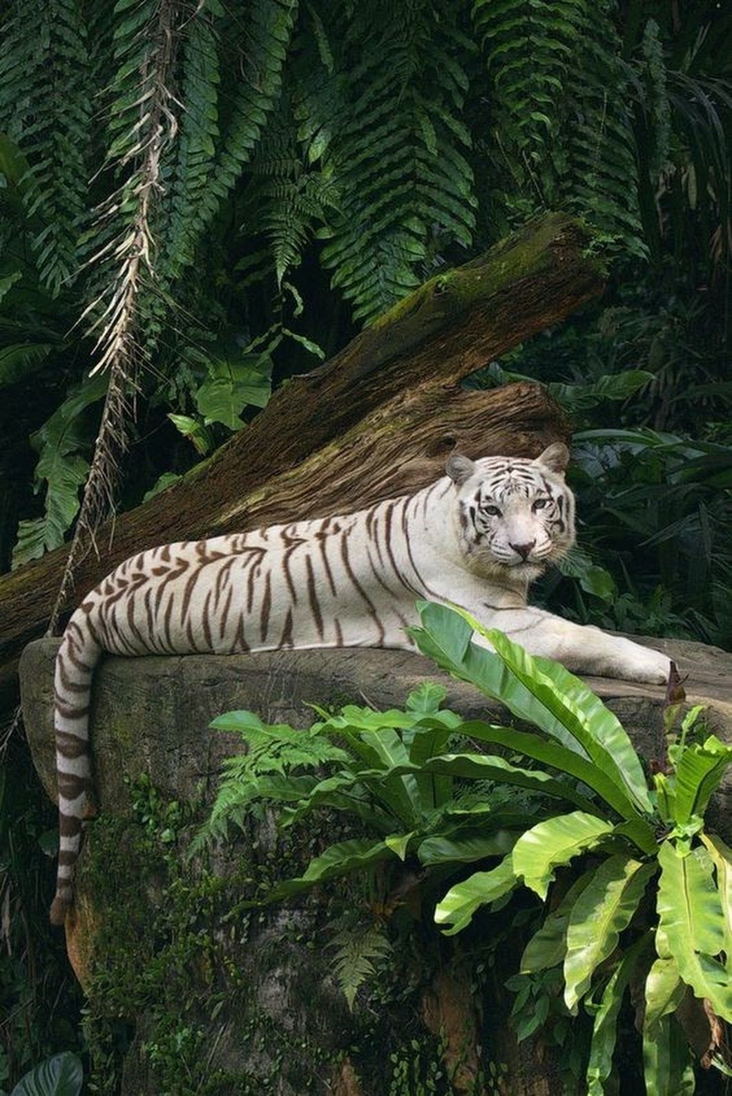 Jungle tiger. Животные джунглей. Животные живущие в джунглях. Тигр в джунглях. Звери джунгли.