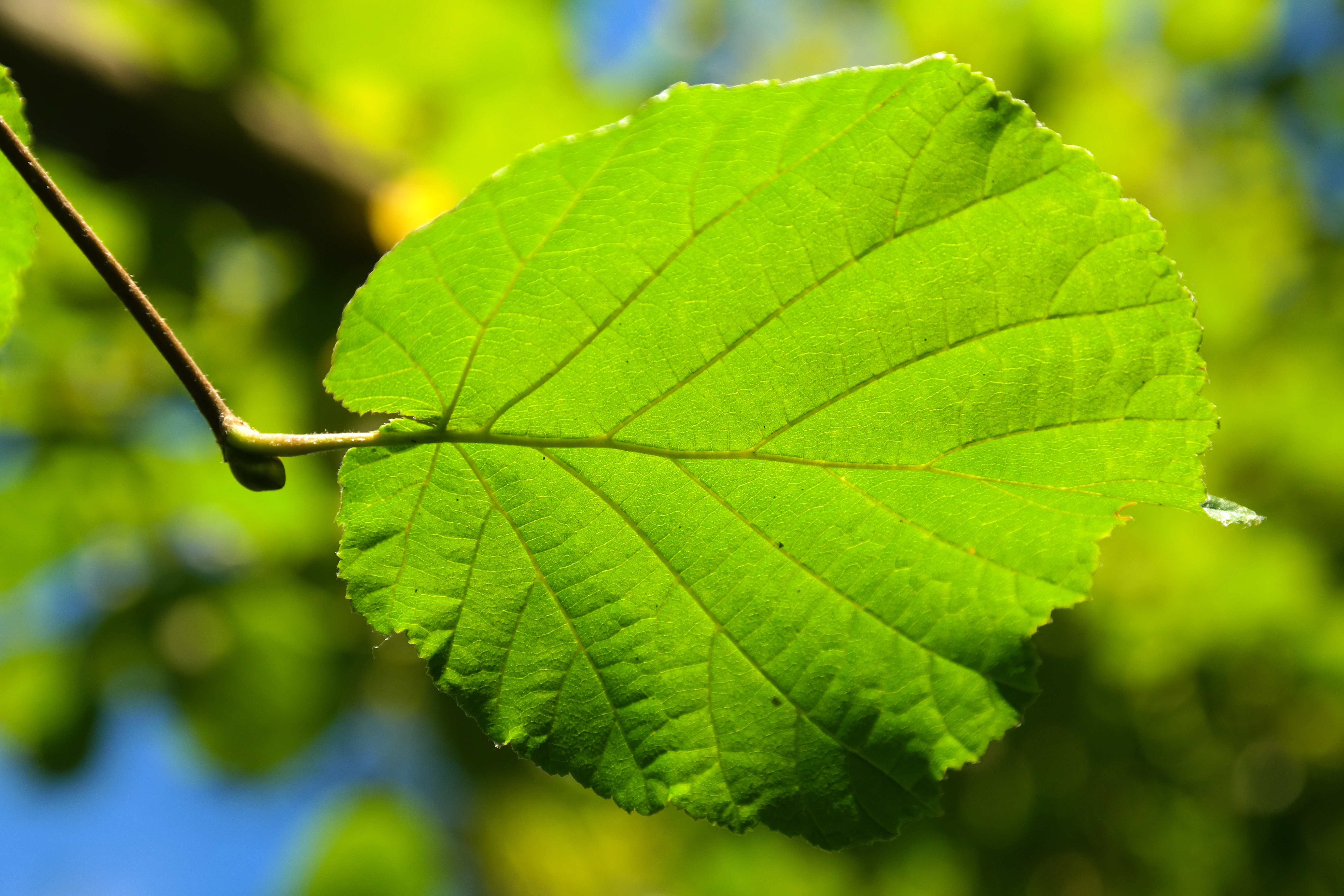 Орешник листья. Лещина обыкновенная листья. Лист орешника лещина. Corylus avellana Leaf. Листья ореха фундук.