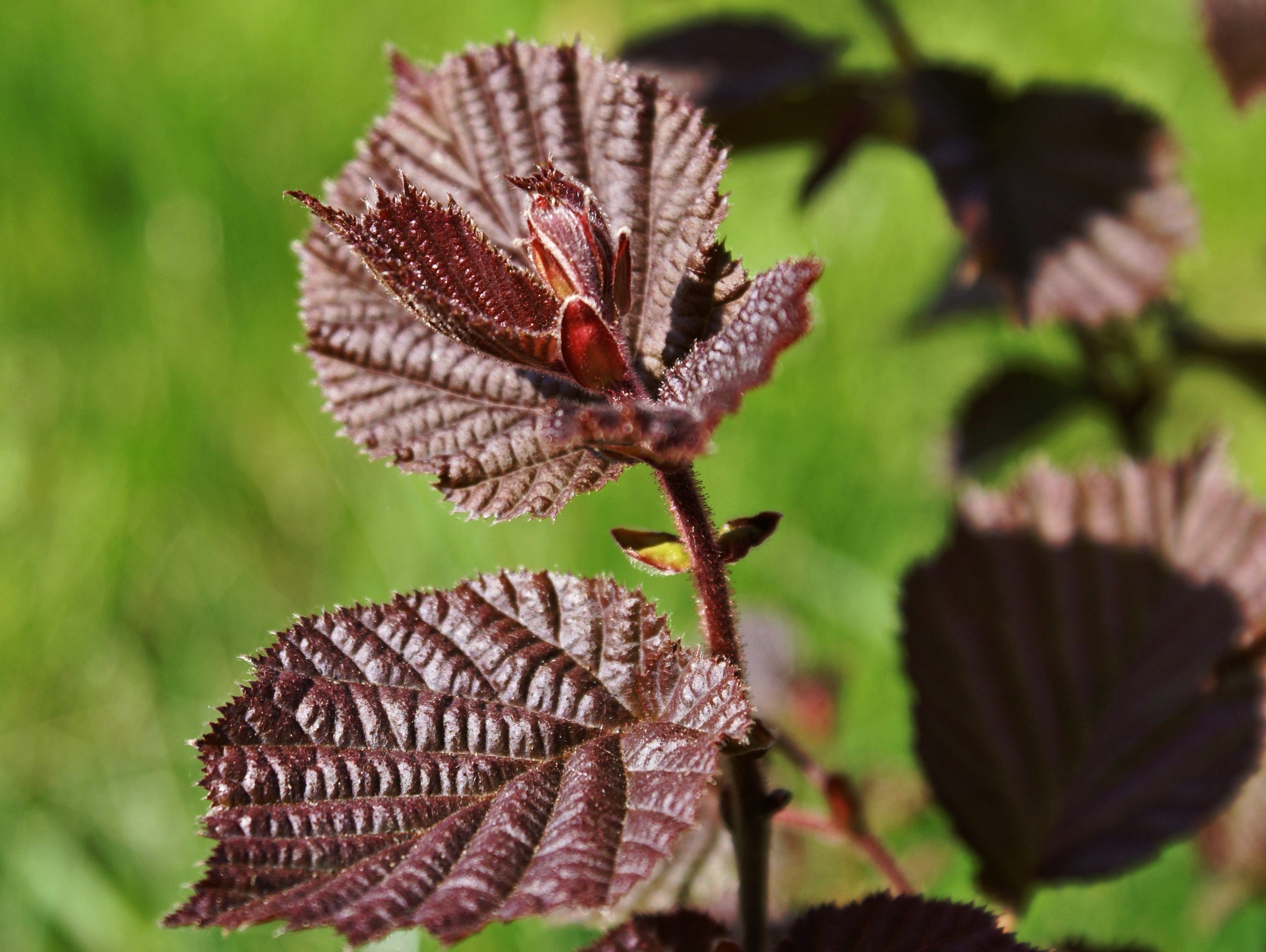 Лещина обыкновенная. Лещина. Лещина (Corylus avellana);. Лещина обыкновенная Cоrylus avellаna.