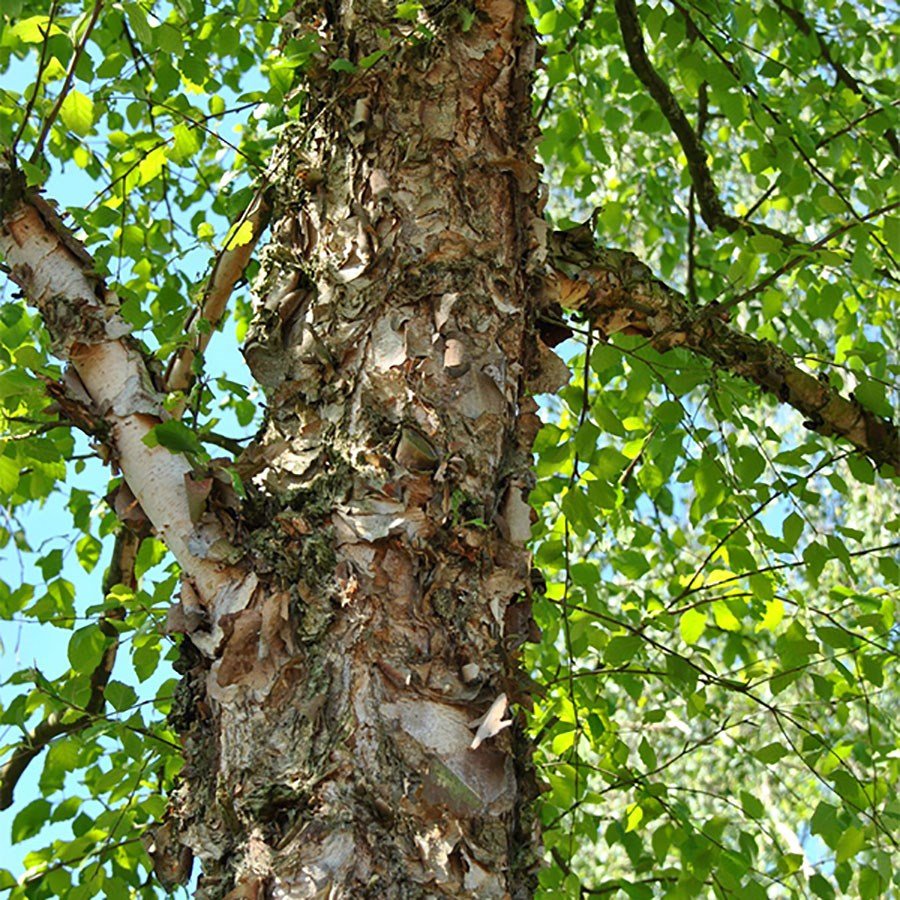 Береза Даурская (Betula dahurica)