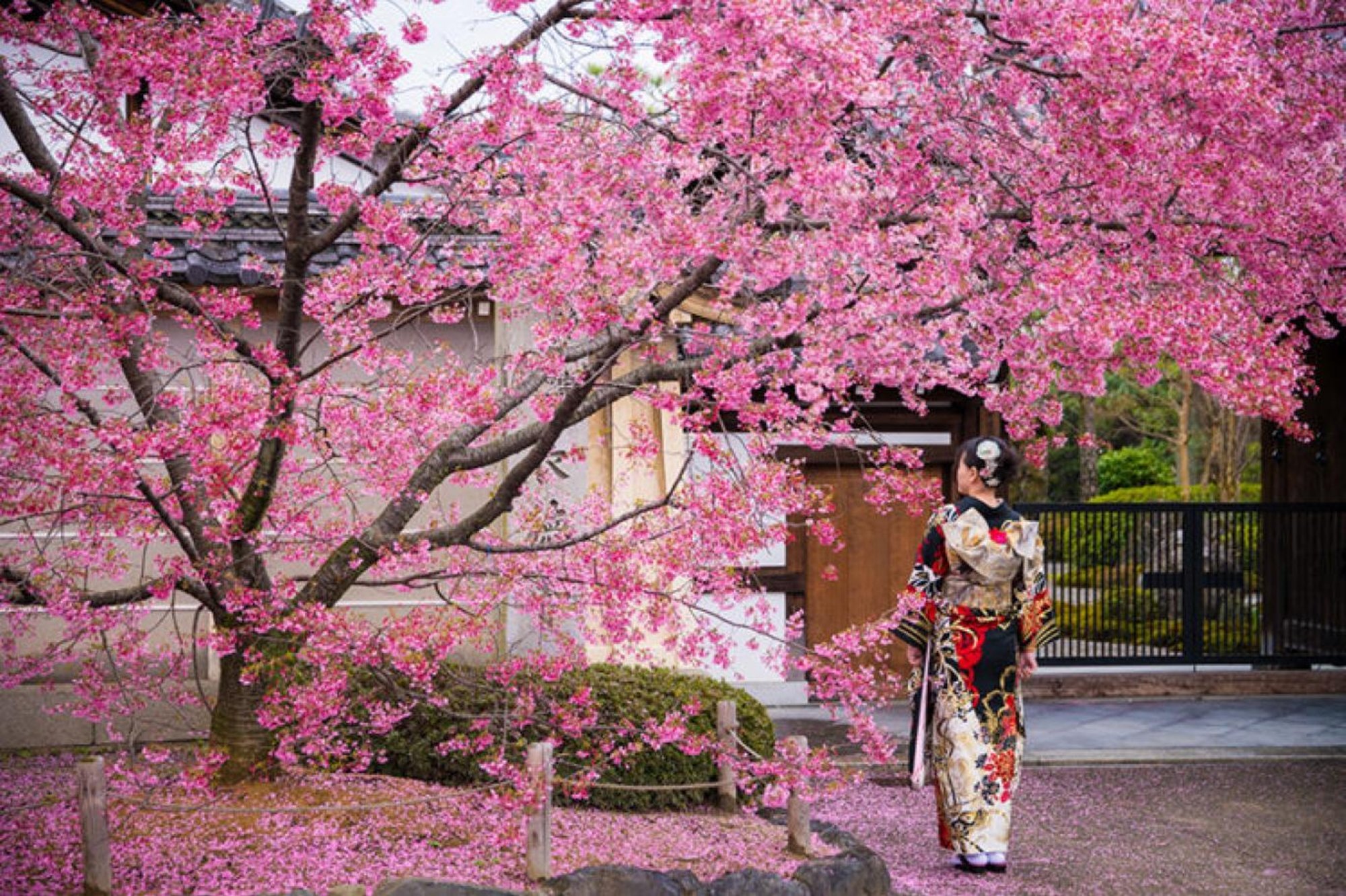 цветение сакуры в японии красивые