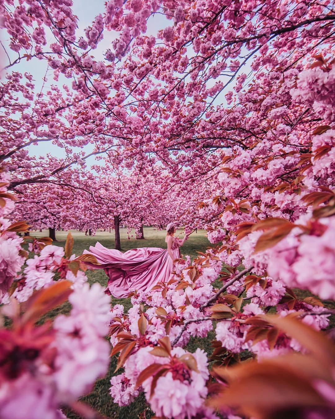 Японский sakura. Сеул Сакура. Сакура Койо-но-май. Цветущая Сакура. Сакура японская вишня.