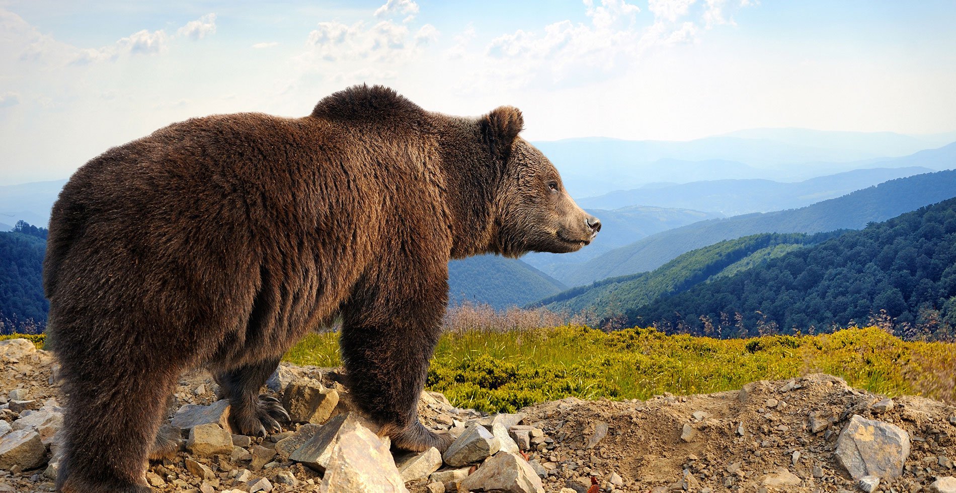 кавказский медведь фото