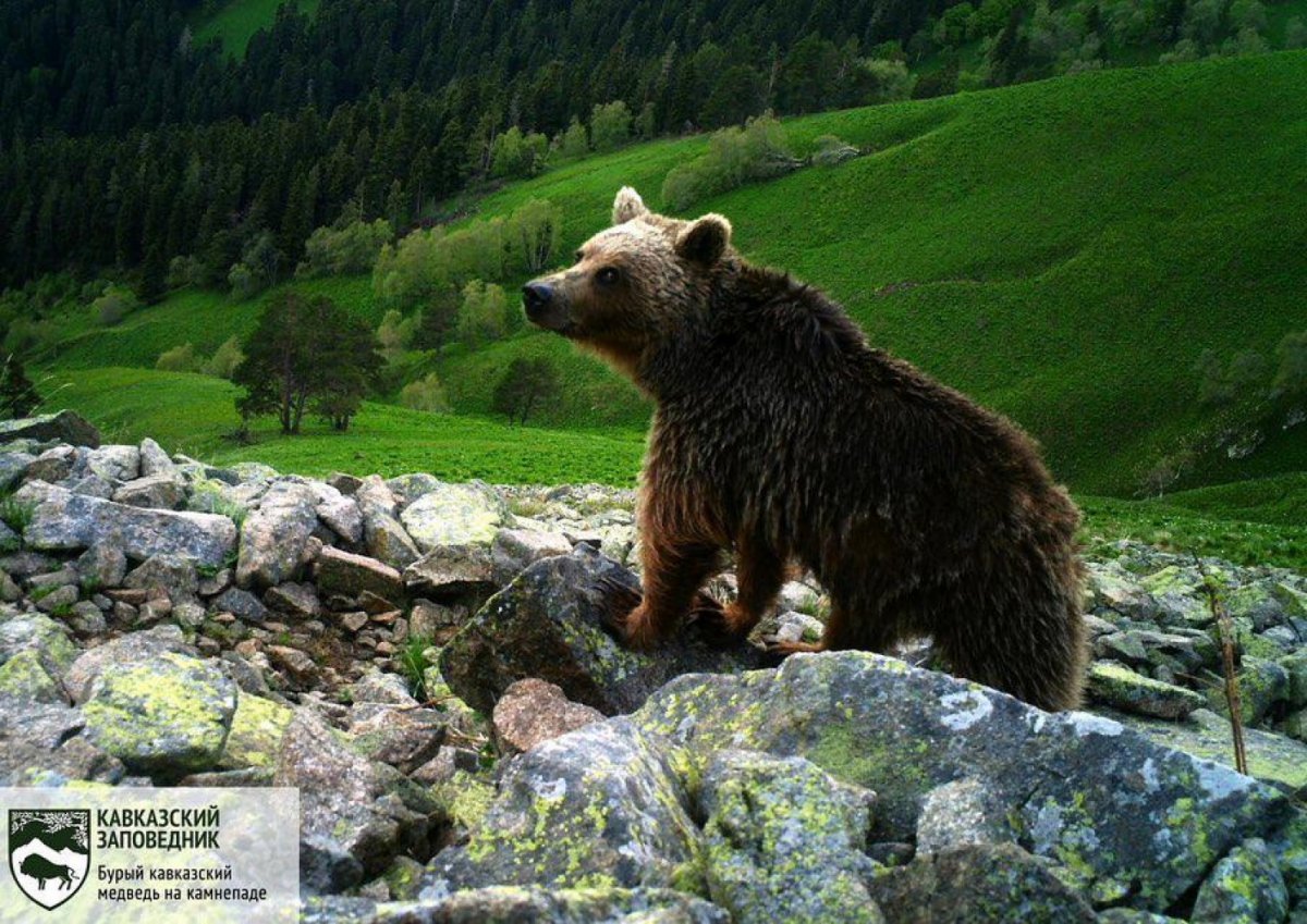 Сочинский национальный парк бурый медведь