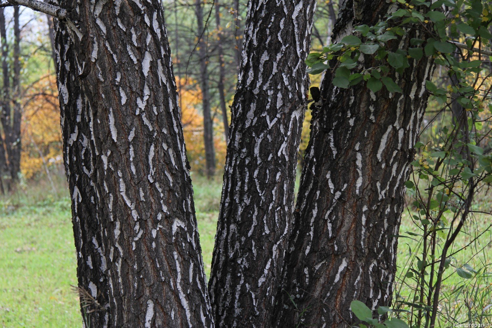 Темно березка. Береза Даурская (Betula dahurica). Береза Даурская черная. Береза черная Betula nigra.